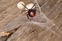 Latrodectus_hasselti_D3648_Z_86_Hamelin pool_Australie